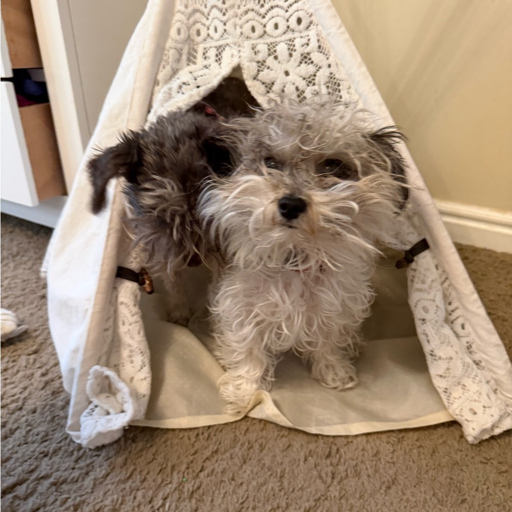 Lace-Trim Cream Pet Teepee for Small Dogs - Unbranded